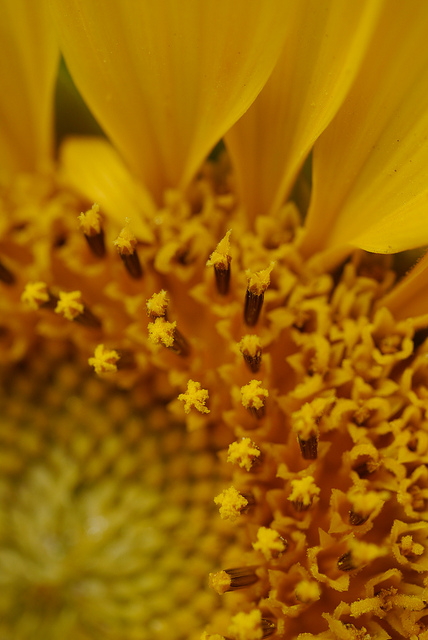 Panasonic Leica 45mm f2.8 Macro sample image